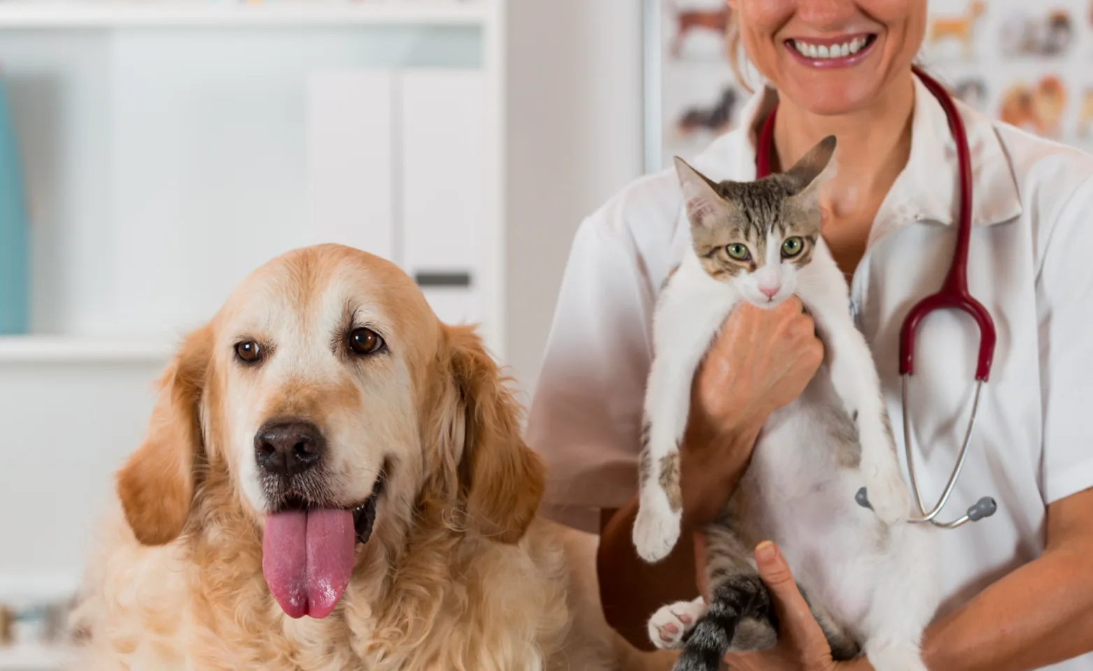 Older dog and cat getting examined by doctor
